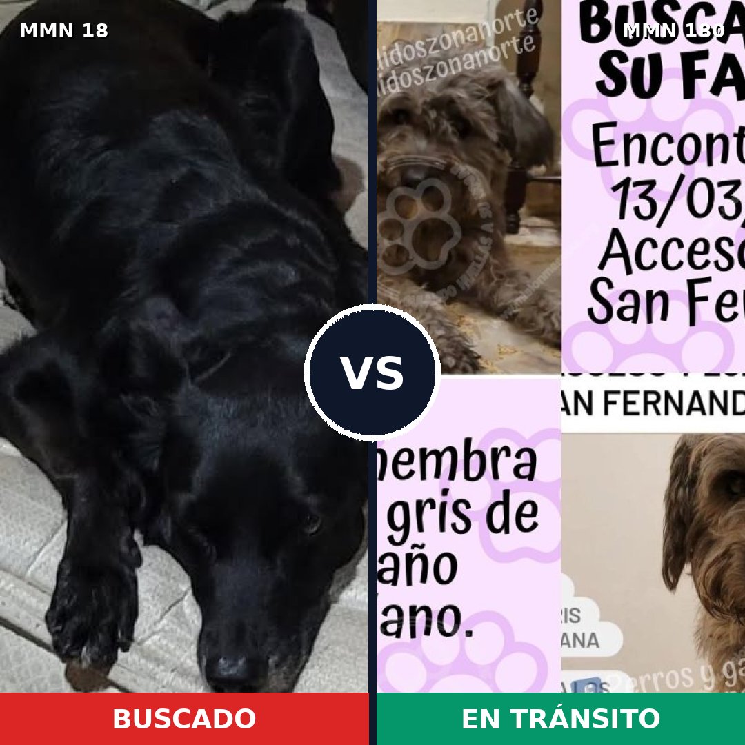 Comparativa MMS 885: mascota perdida y mascota encontrada, 60% de similitud