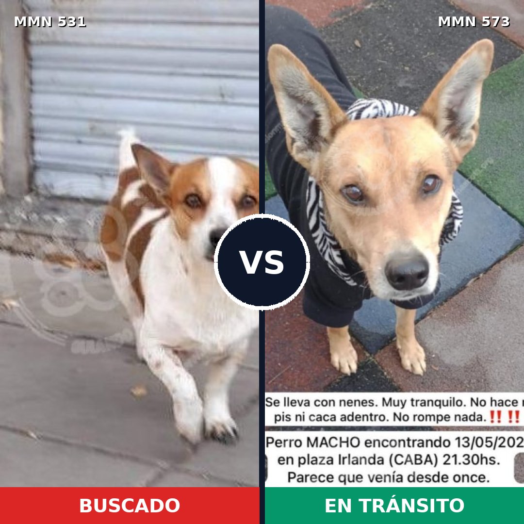 Comparativa MMS 8850: mascota perdida y mascota encontrada, 21% de similitud