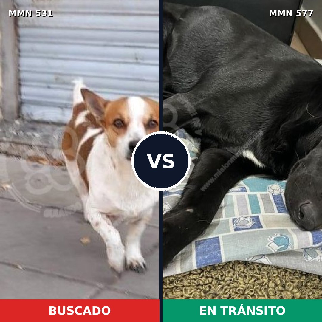 Comparativa MMS 8851: mascota perdida y mascota encontrada, 34% de similitud
