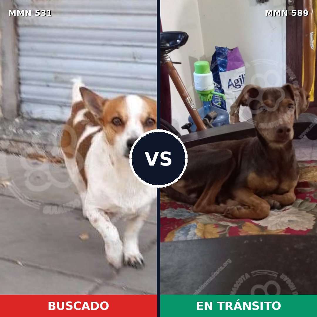 Comparativa MMS 8852: mascota perdida y mascota encontrada, 72% de similitud