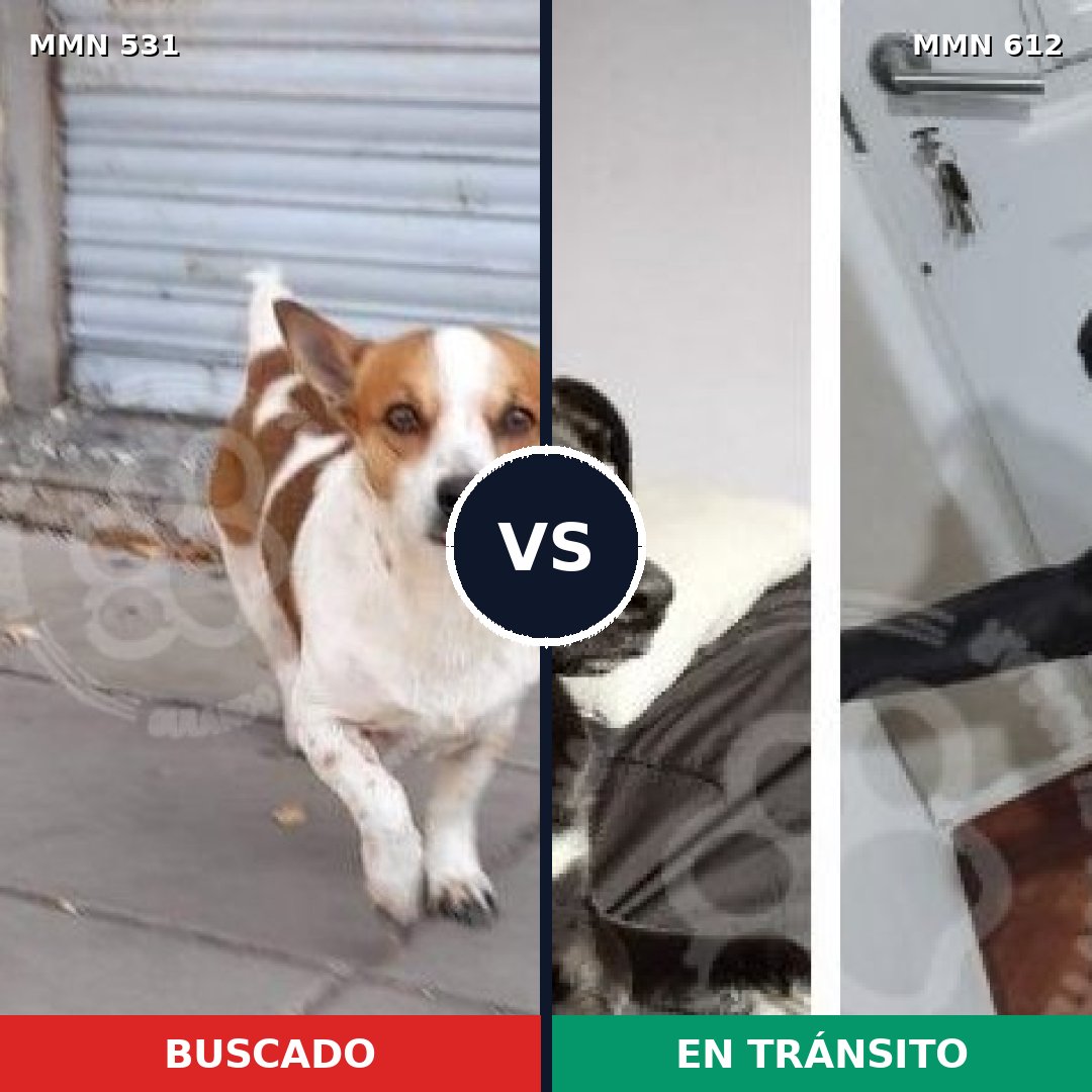 Comparativa MMS 8854: mascota perdida y mascota encontrada, 34% de similitud