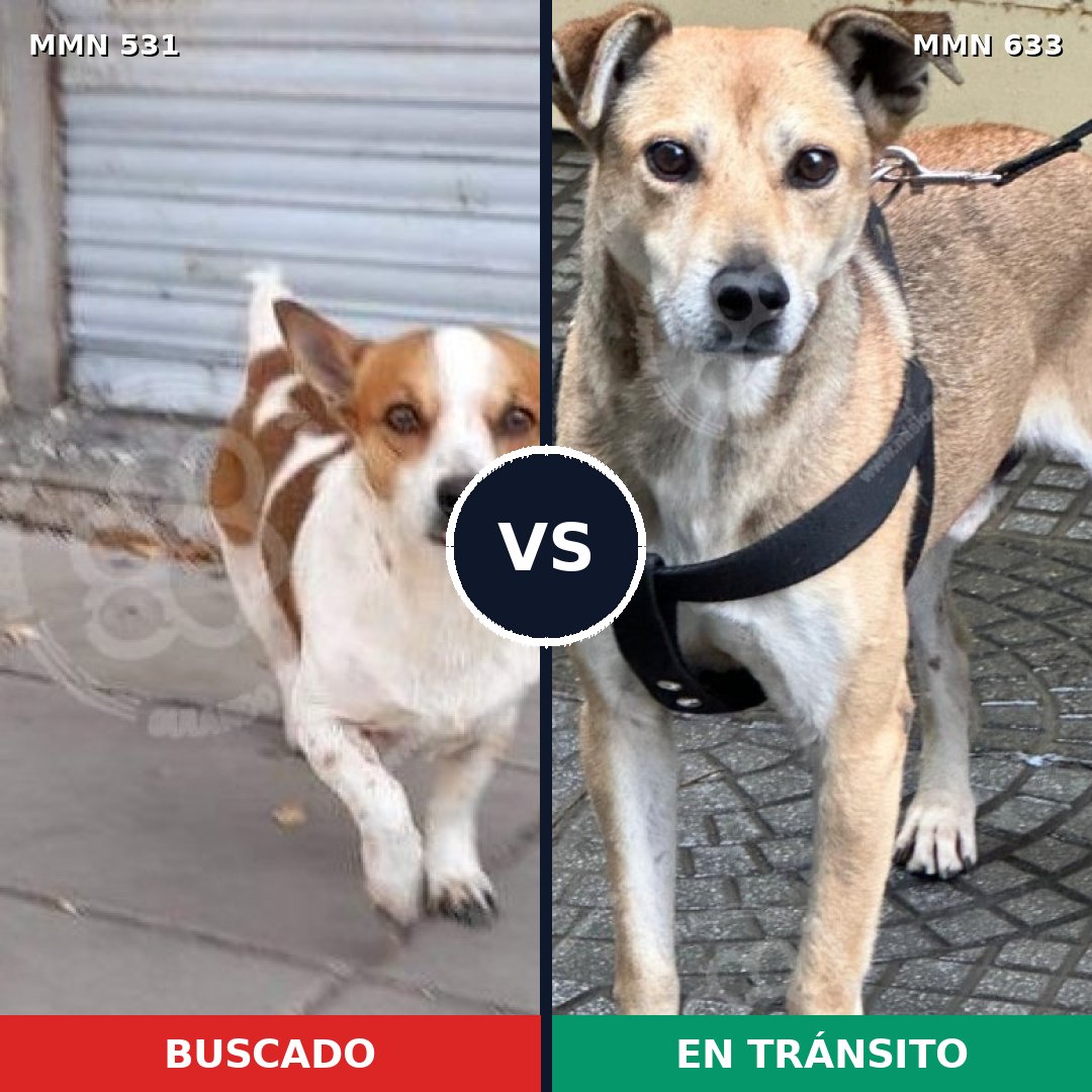 Comparativa MMS 8855: mascota perdida y mascota encontrada, 30% de similitud