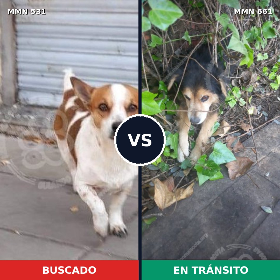 Comparativa MMS 8857: mascota perdida y mascota encontrada, 52% de similitud