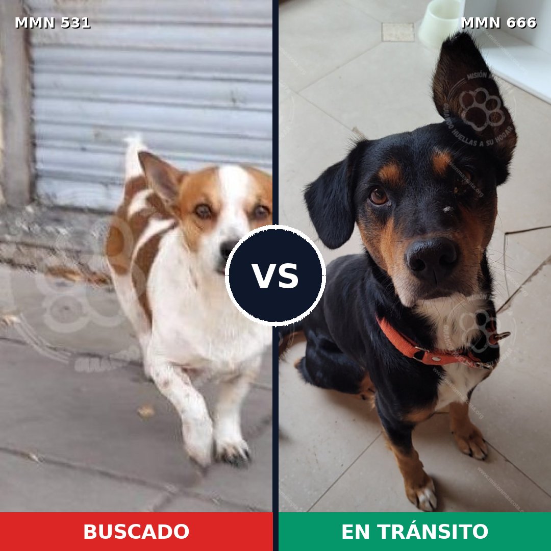 Comparativa MMS 8859: mascota perdida y mascota encontrada, 13% de similitud