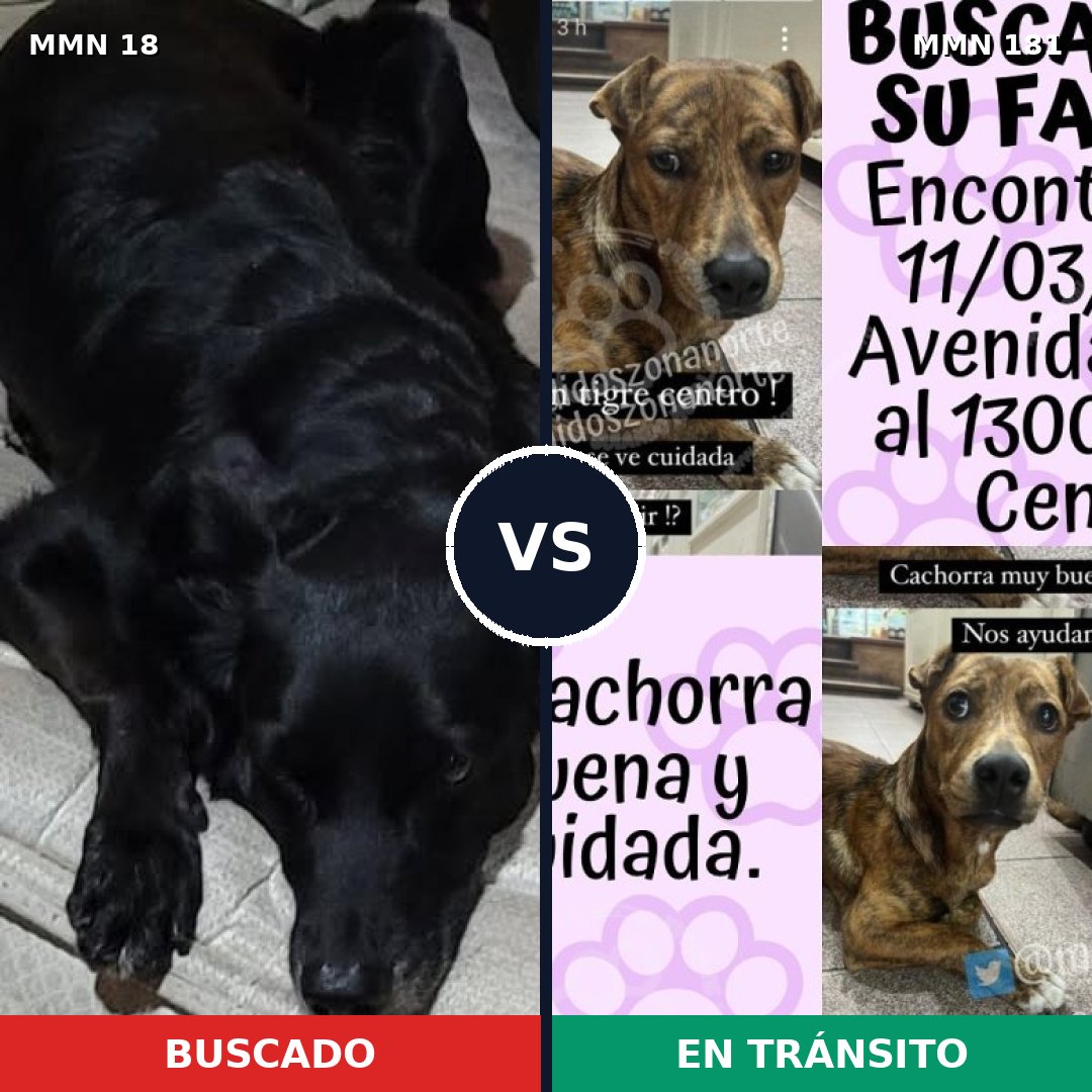 Comparativa MMS 886: mascota perdida y mascota encontrada, 51% de similitud