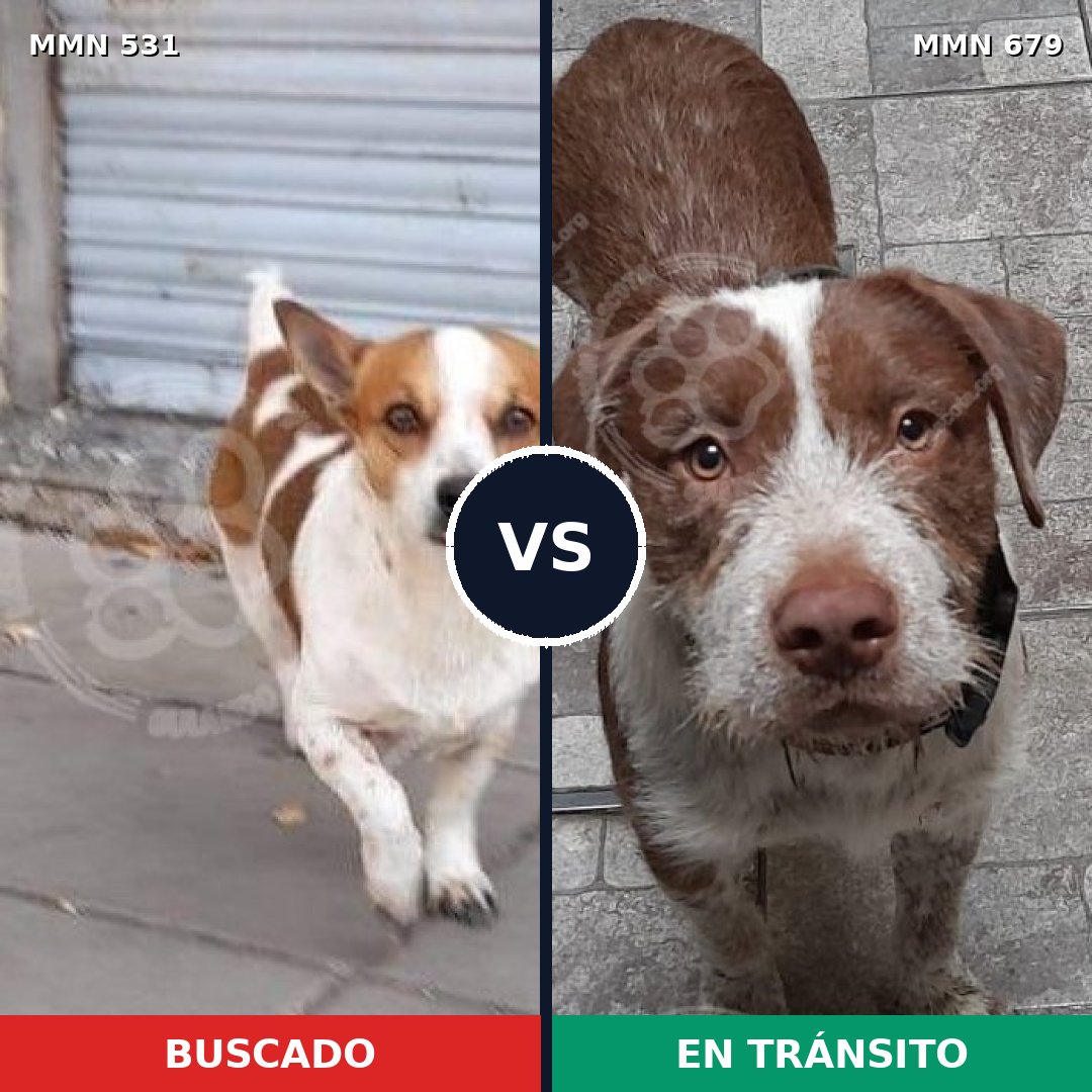 Comparativa MMS 8860: mascota perdida y mascota encontrada, 31% de similitud