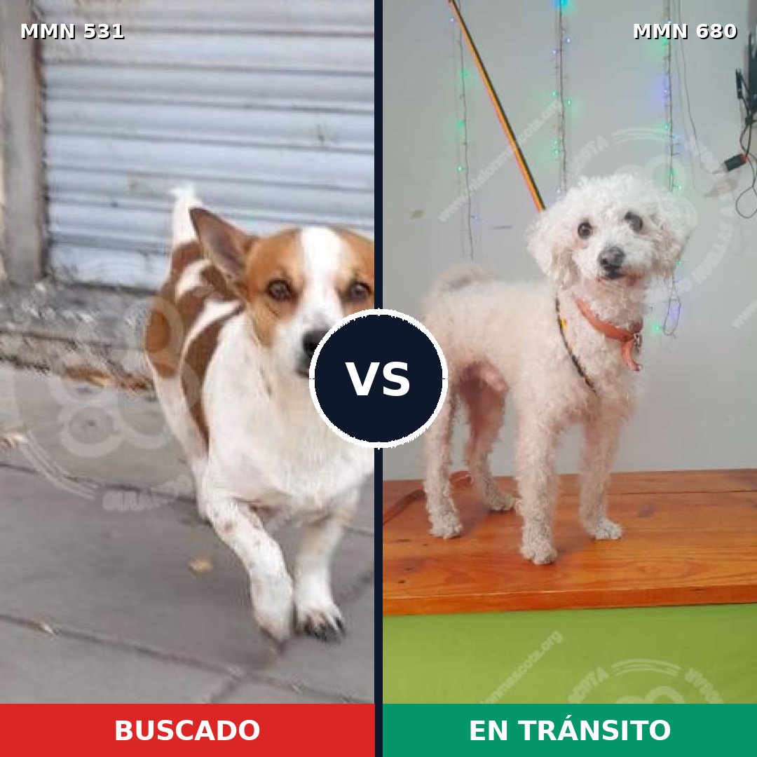 Comparativa MMS 8861: mascota perdida y mascota encontrada, 95% de similitud