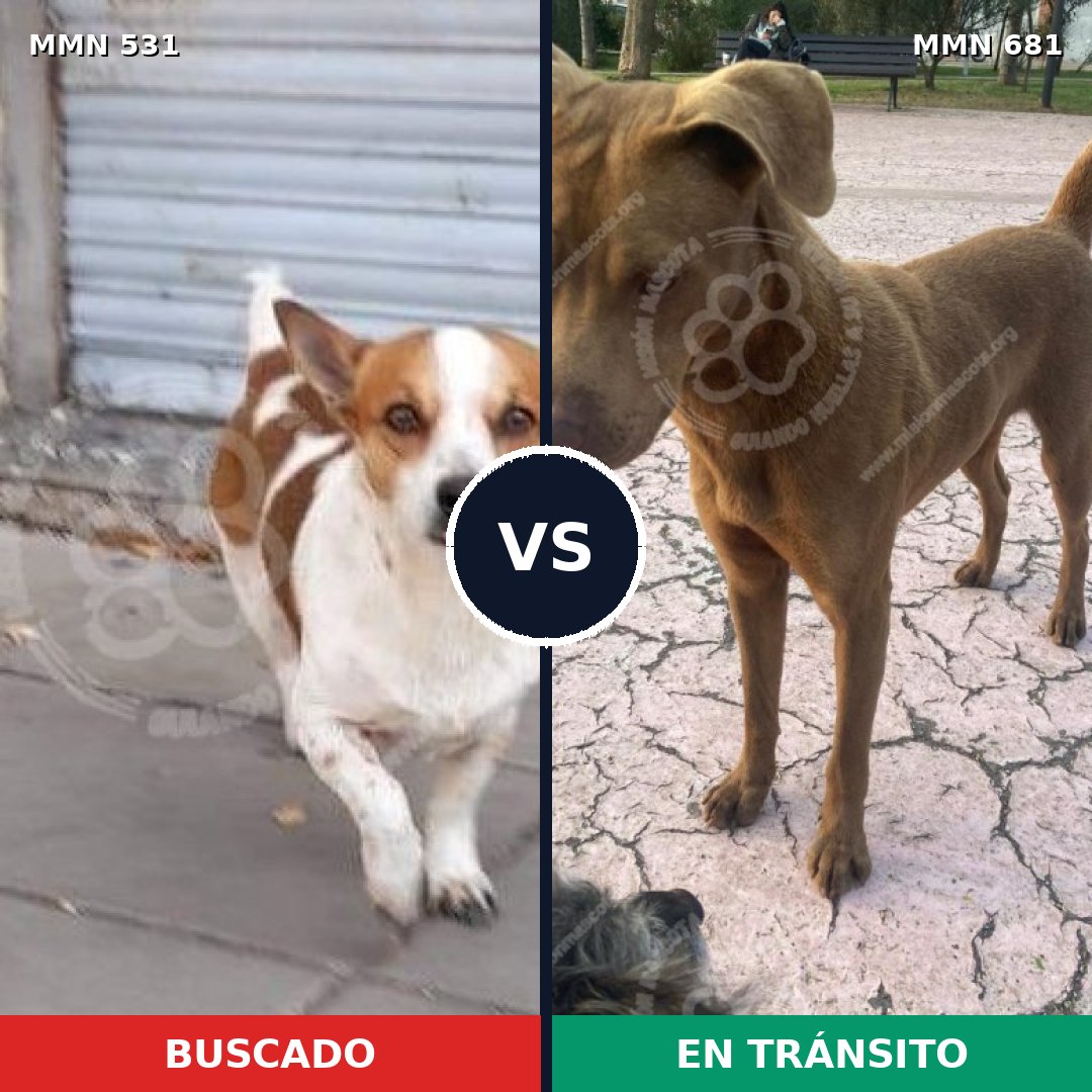 Comparativa MMS 8862: mascota perdida y mascota encontrada, 32% de similitud