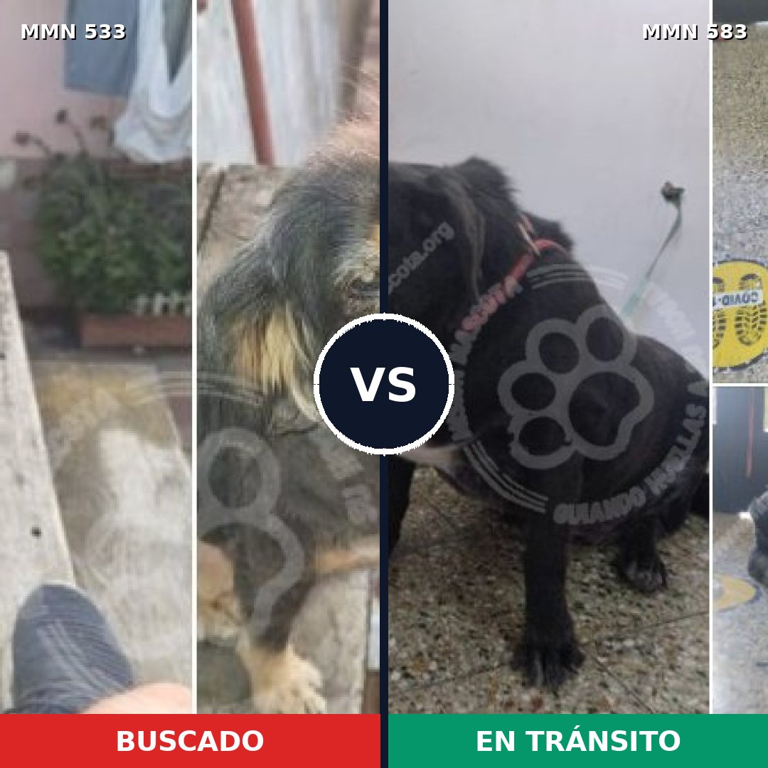 Comparativa MMS 8863: mascota perdida y mascota encontrada, 78% de similitud