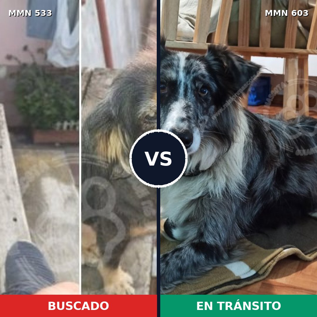 Comparativa MMS 8864: mascota perdida y mascota encontrada, 26% de similitud