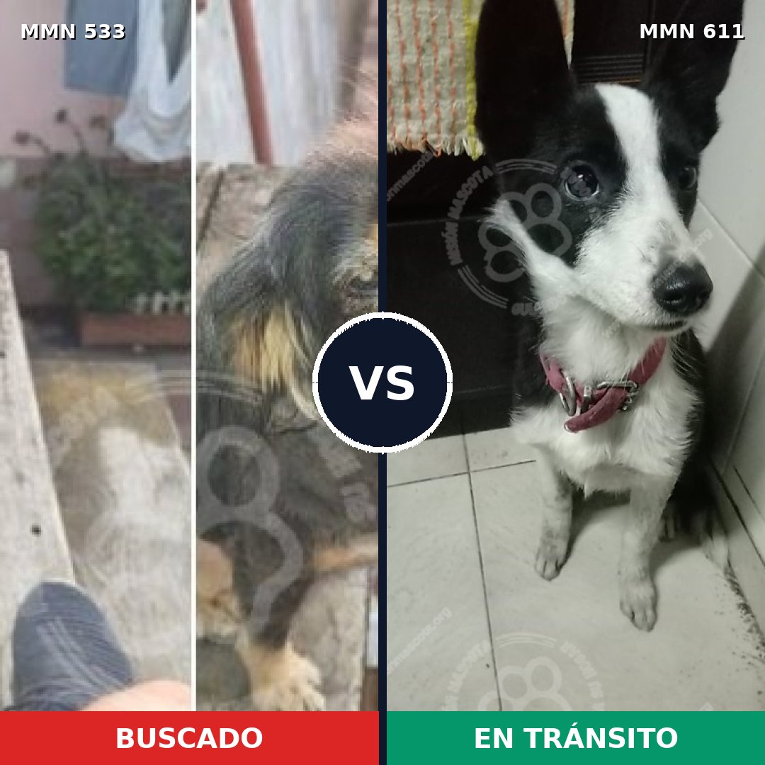 Comparativa MMS 8865: mascota perdida y mascota encontrada, 76% de similitud