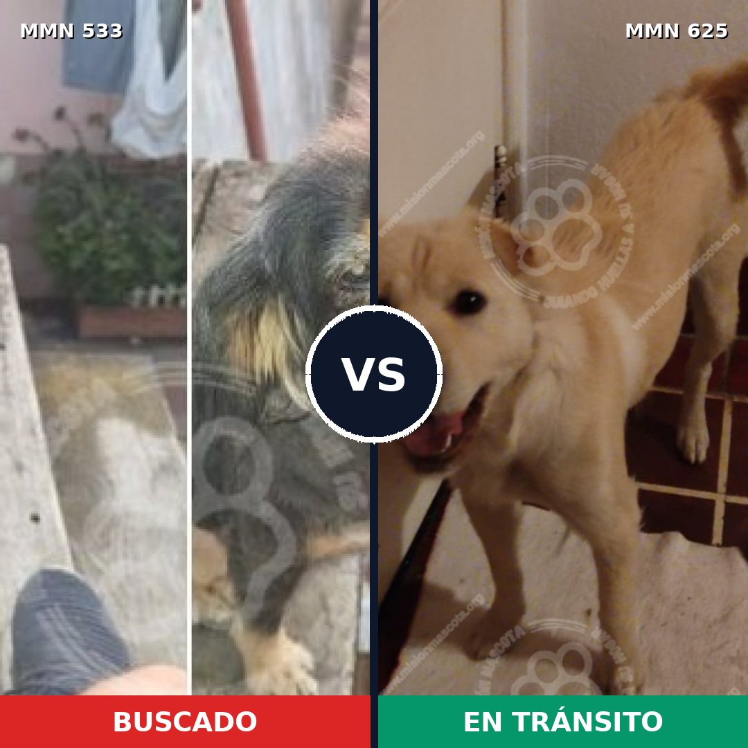 Comparativa MMS 8866: mascota perdida y mascota encontrada, 83% de similitud