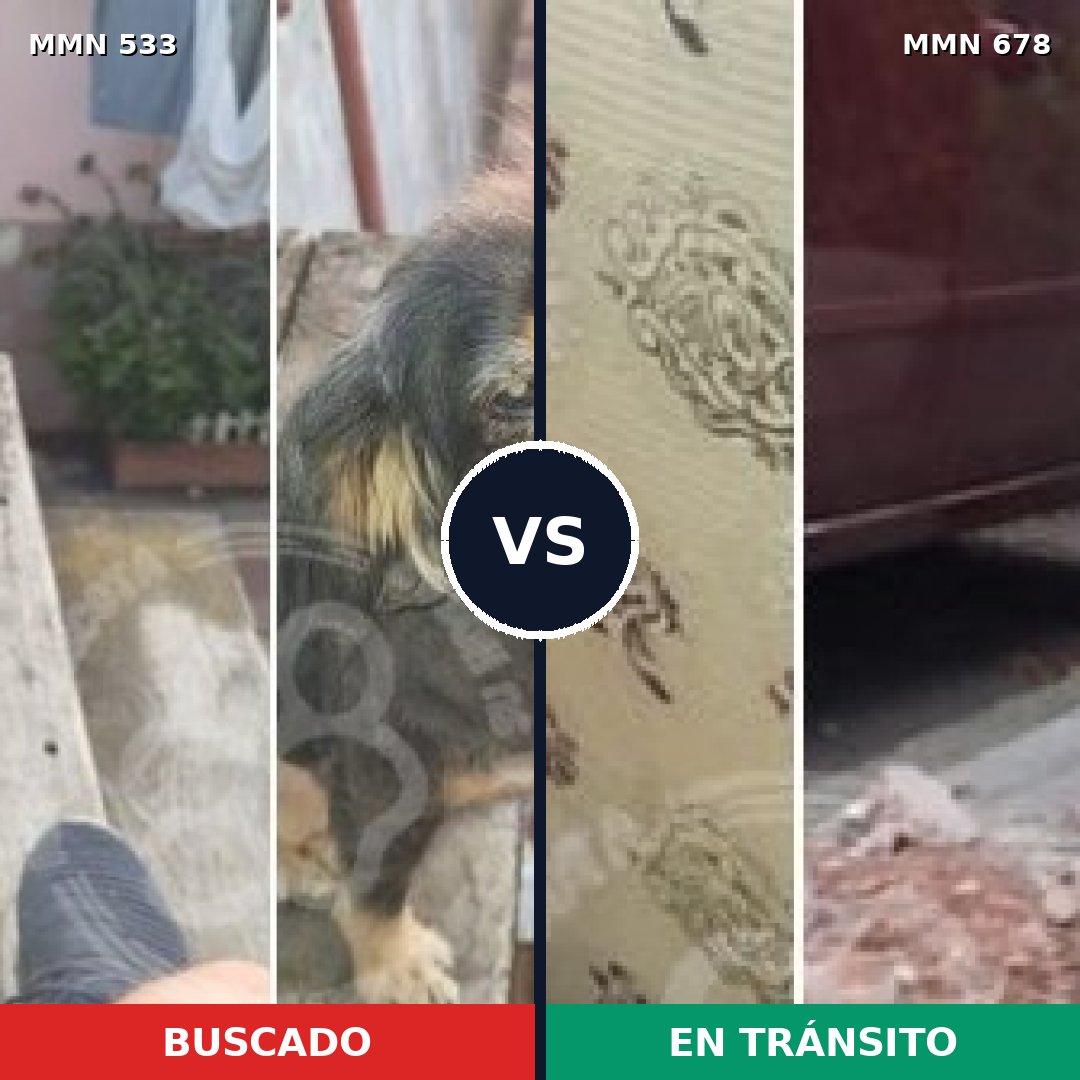 Comparativa MMS 8867: mascota perdida y mascota encontrada, 90% de similitud