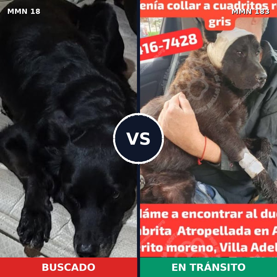 Comparativa MMS 887: mascota perdida y mascota encontrada, 60% de similitud