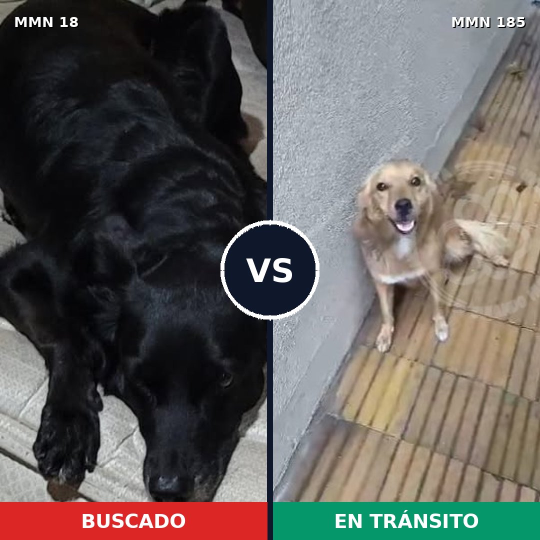 Comparativa MMS 888: mascota perdida y mascota encontrada, 53% de similitud