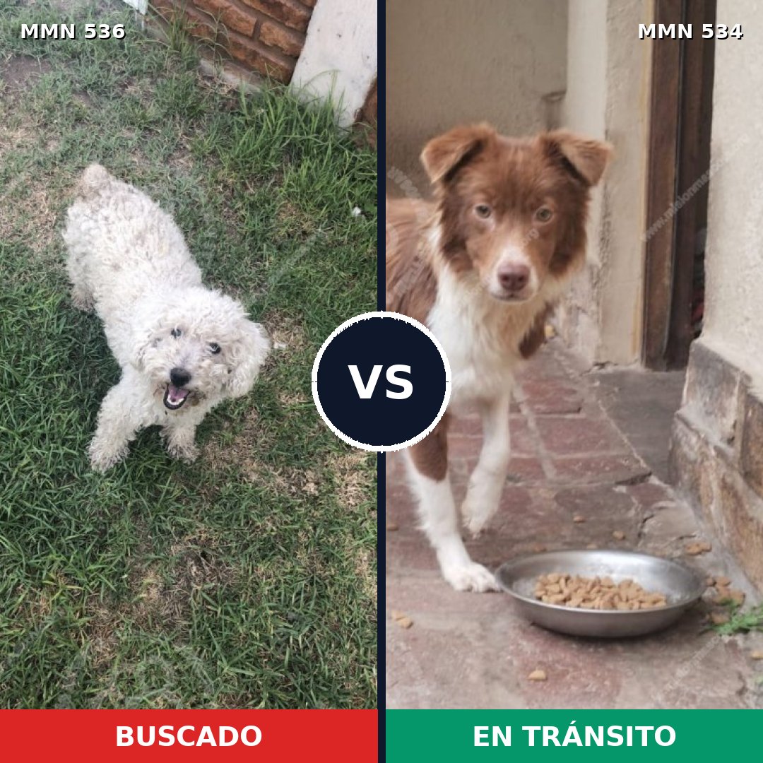 Comparativa MMS 8883: mascota perdida y mascota encontrada, 34% de similitud