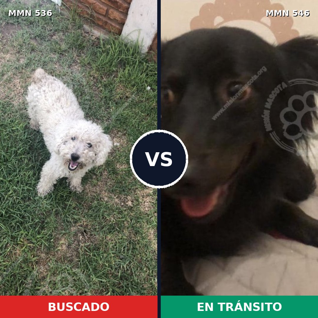 Comparativa MMS 8885: mascota perdida y mascota encontrada, 41% de similitud
