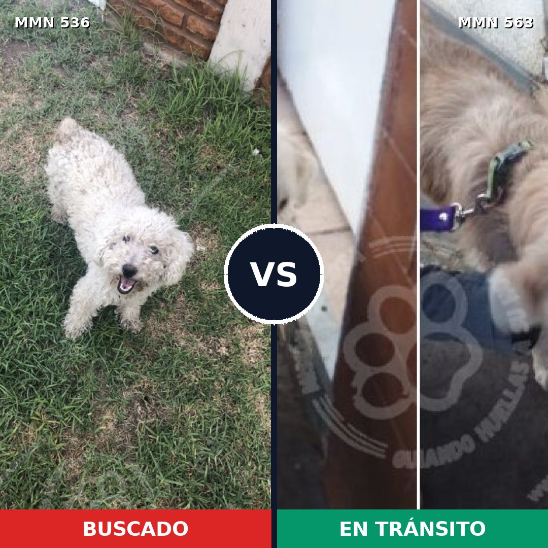 Comparativa MMS 8886: mascota perdida y mascota encontrada, 41% de similitud