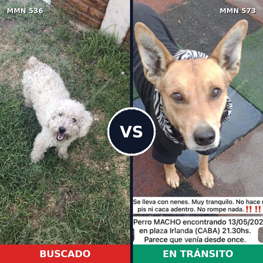Comparativa MMS 8887: mascota perdida y mascota encontrada, 30% de similitud