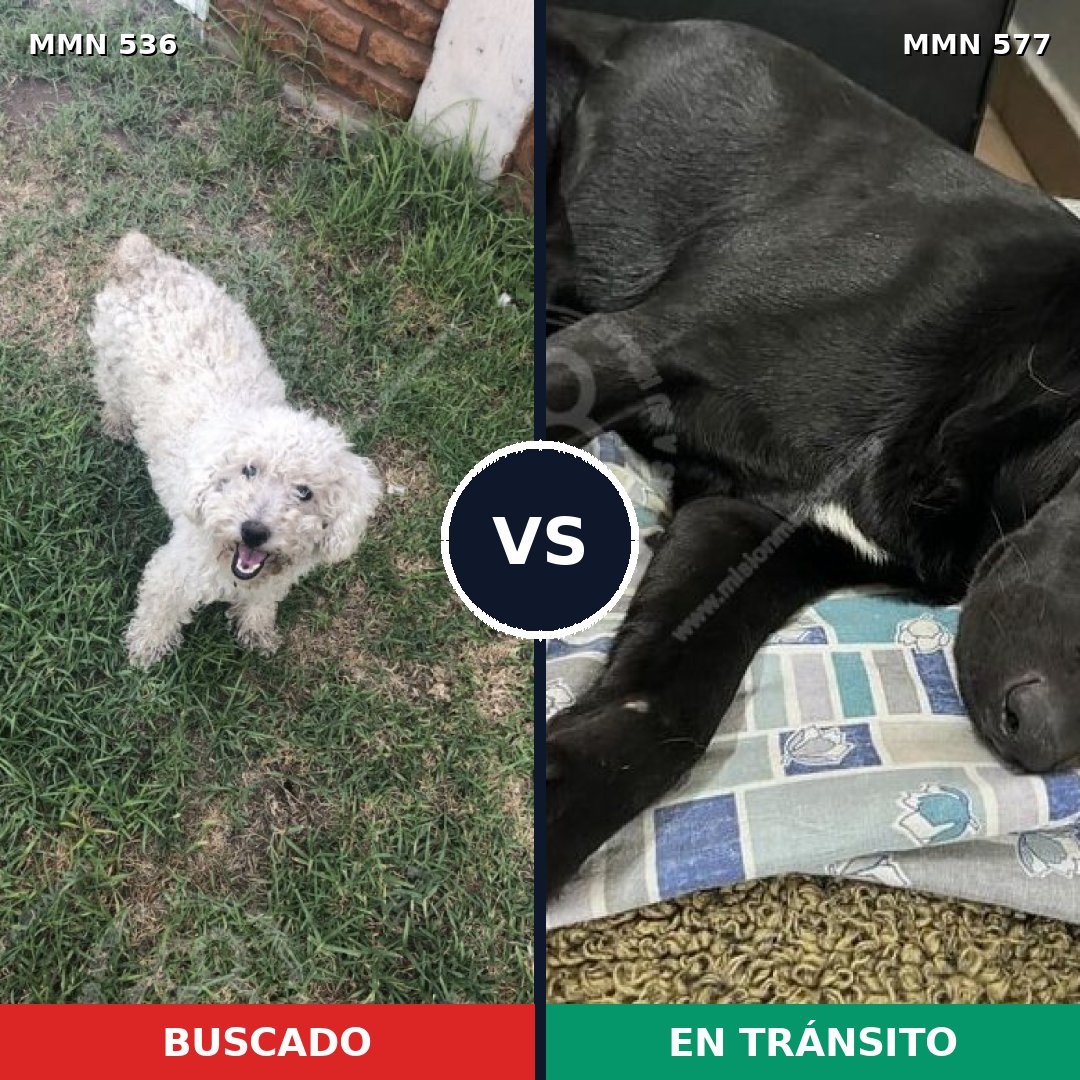 Comparativa MMS 8888: mascota perdida y mascota encontrada, 34% de similitud