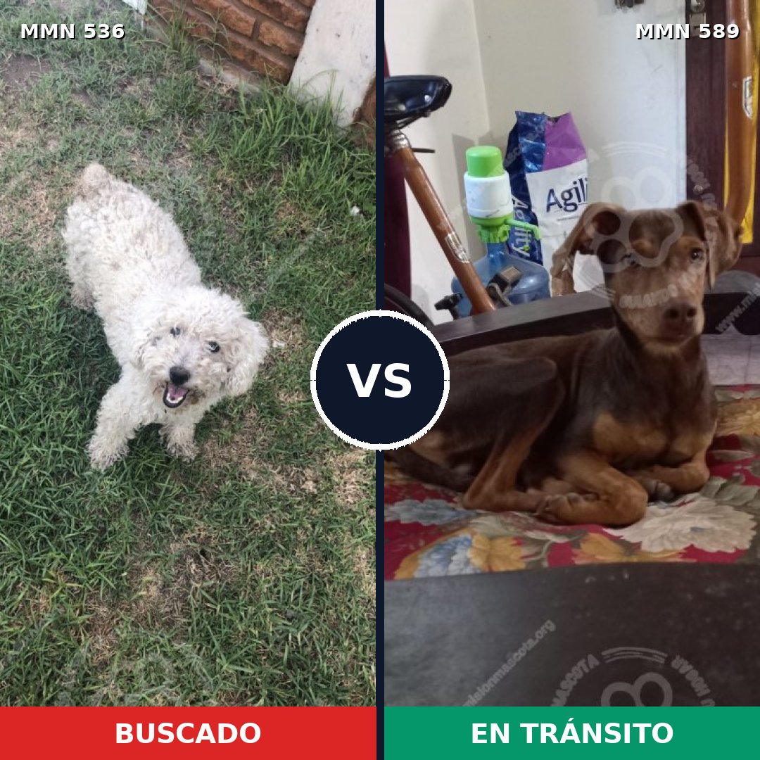 Comparativa MMS 8889: mascota perdida y mascota encontrada, 47% de similitud