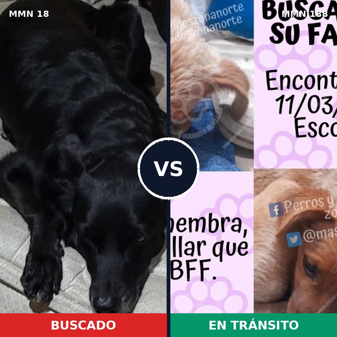 Comparativa MMS 889: mascota perdida y mascota encontrada, 40% de similitud