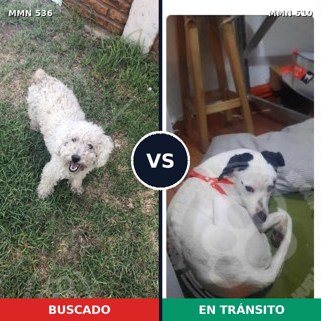 Comparativa MMS 8890: mascota perdida y mascota encontrada, 38% de similitud