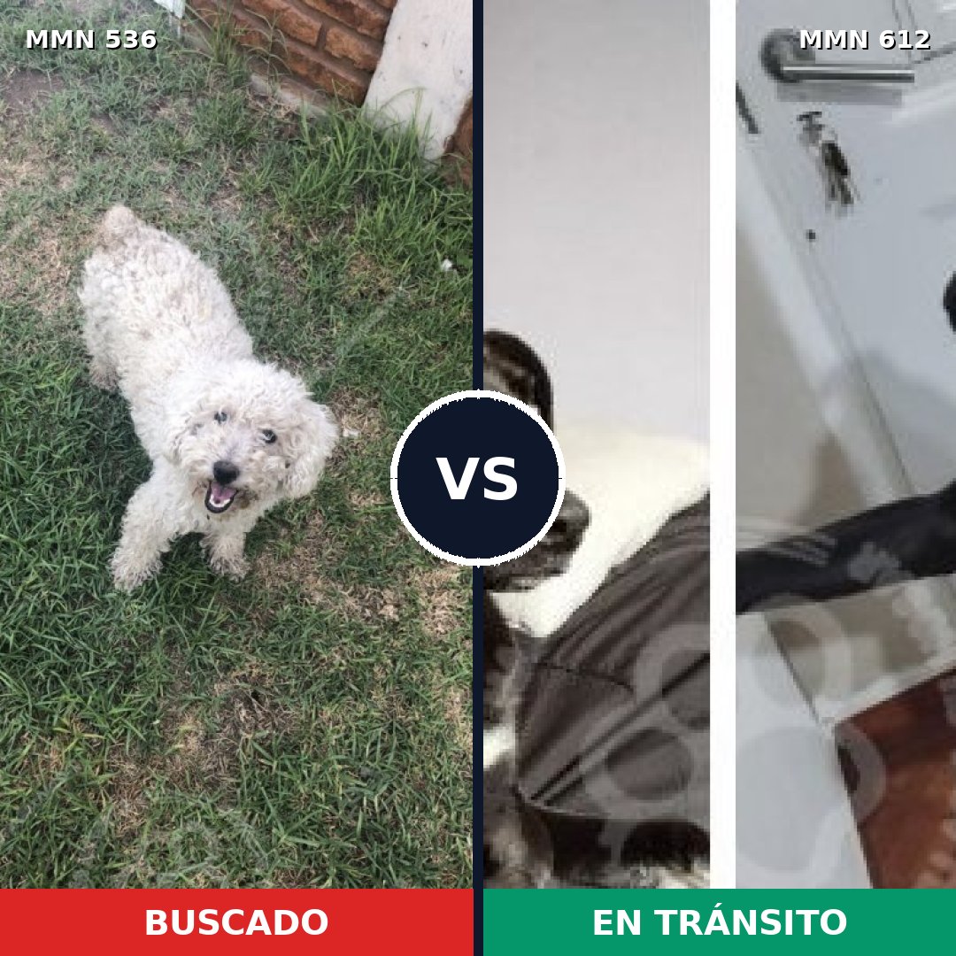 Comparativa MMS 8891: mascota perdida y mascota encontrada, 34% de similitud