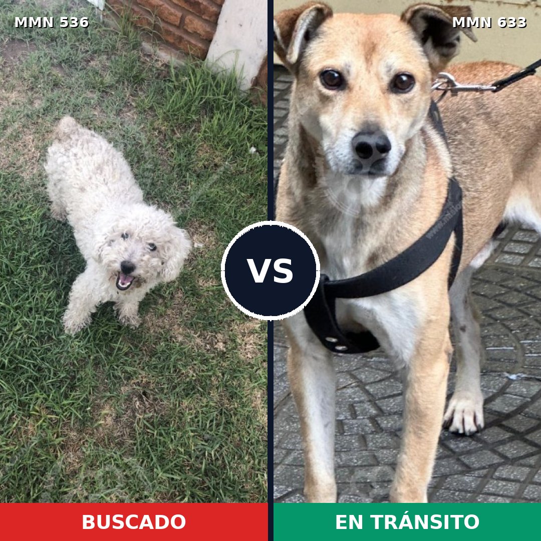 Comparativa MMS 8892: mascota perdida y mascota encontrada, 36% de similitud