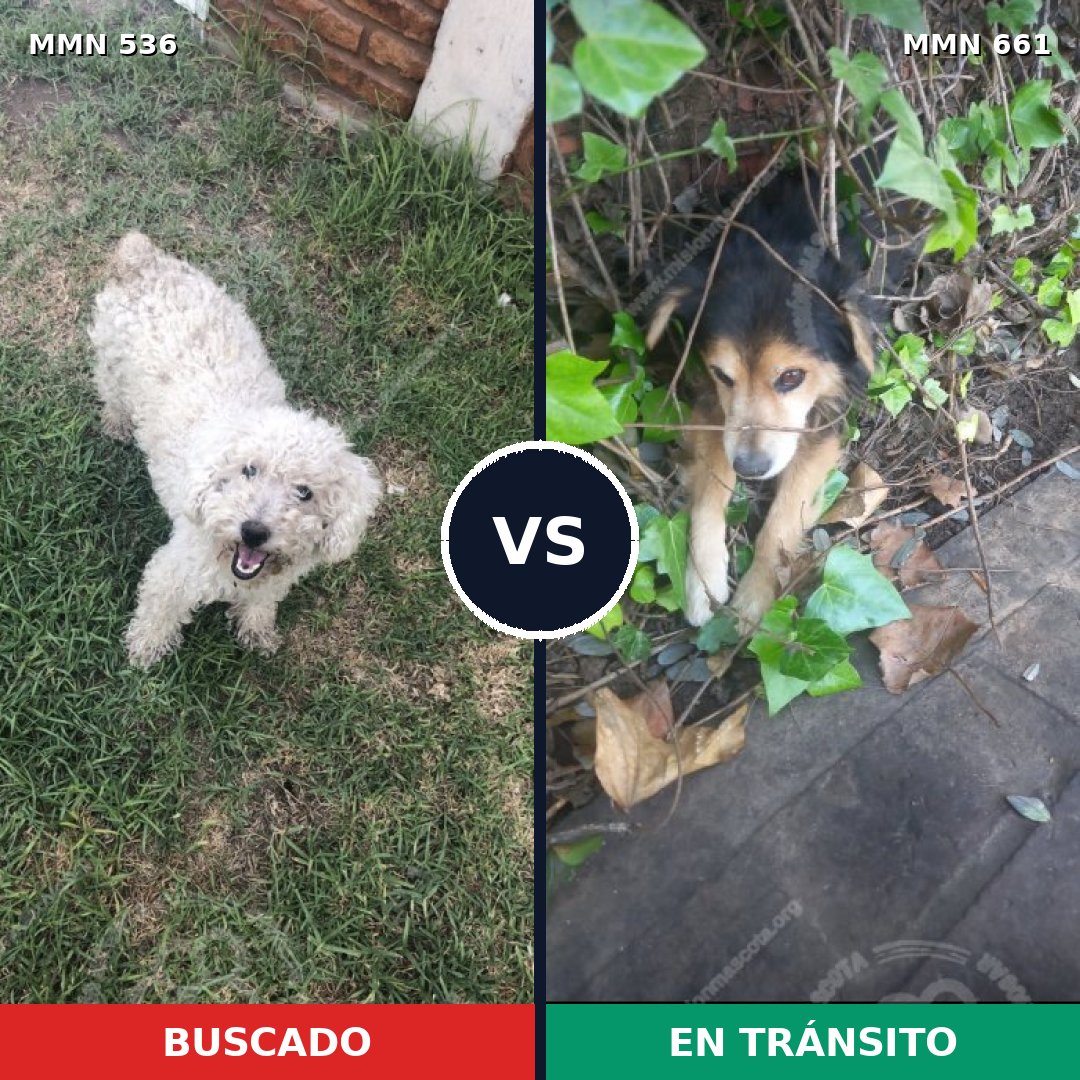 Comparativa MMS 8894: mascota perdida y mascota encontrada, 46% de similitud
