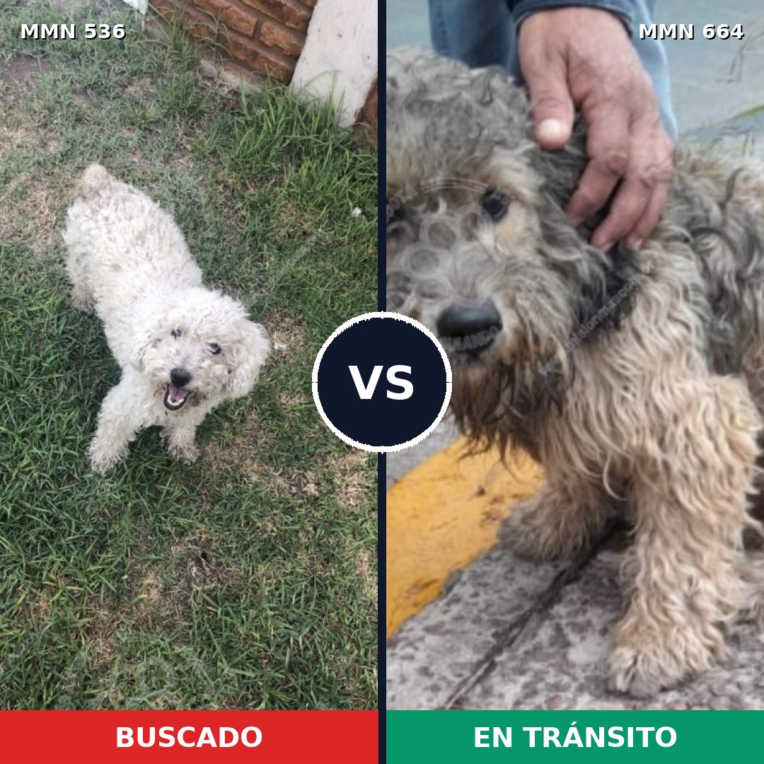 Comparativa MMS 8895: mascota perdida y mascota encontrada, 31% de similitud