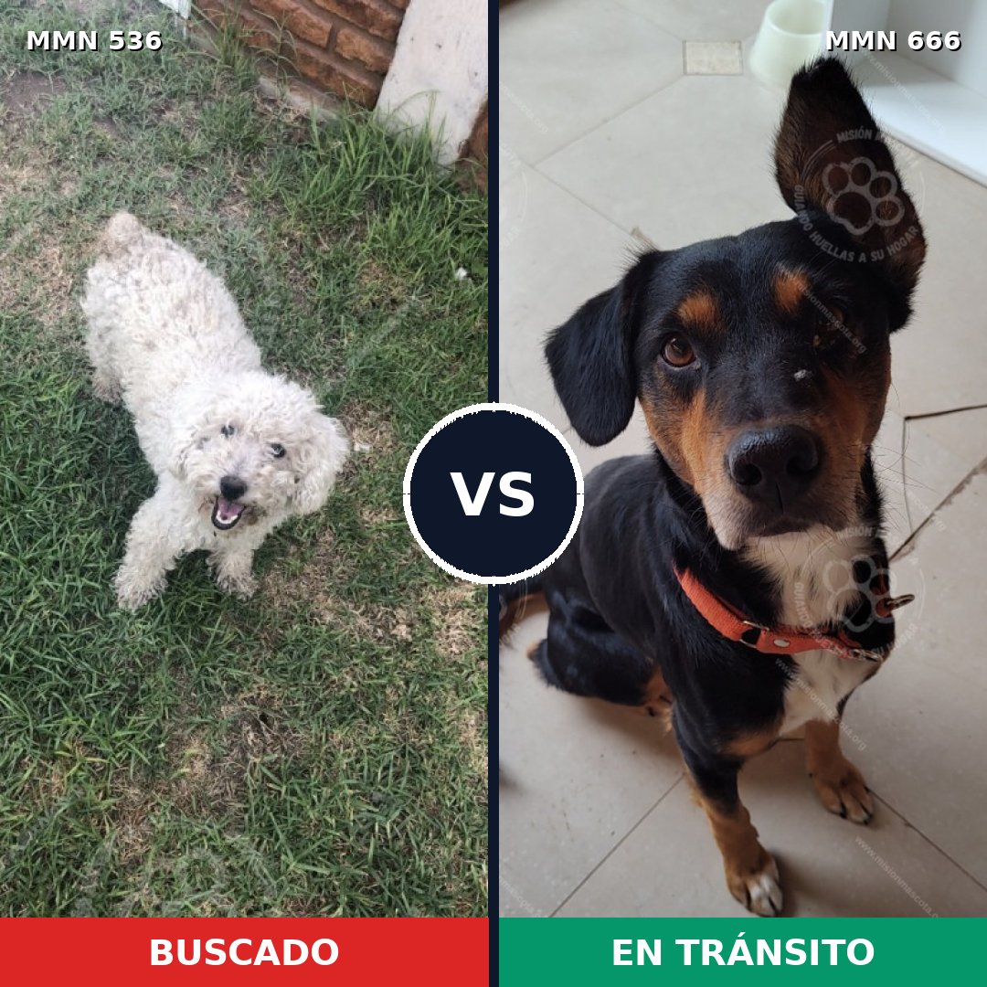 Comparativa MMS 8896: mascota perdida y mascota encontrada, 34% de similitud