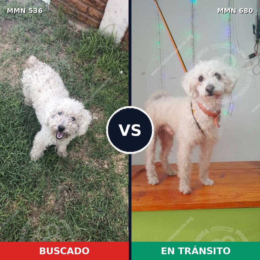 Comparativa MMS 8898: mascota perdida y mascota encontrada, 91% de similitud