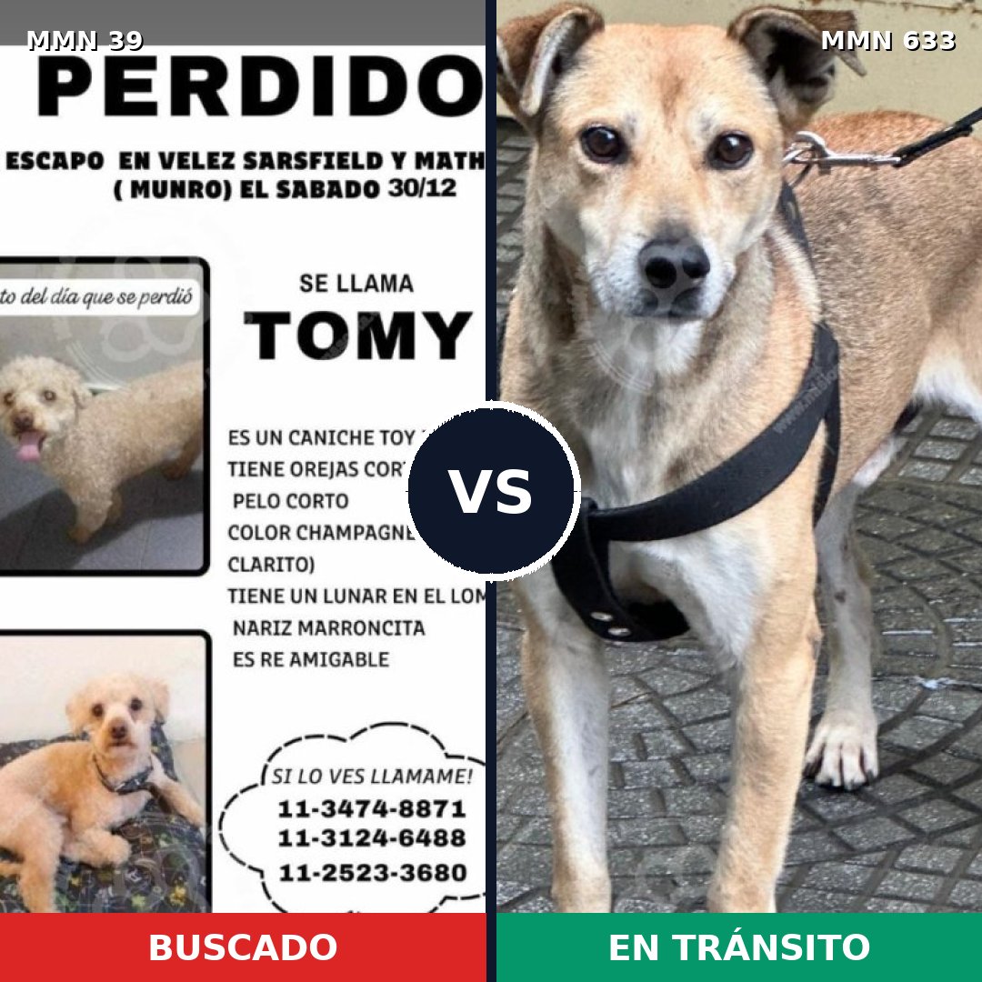 Comparativa MMS 89: mascota perdida y mascota encontrada, 29% de similitud