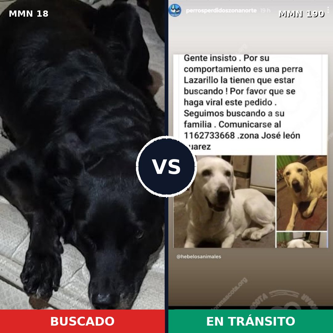 Comparativa MMS 890: mascota perdida y mascota encontrada, 44% de similitud
