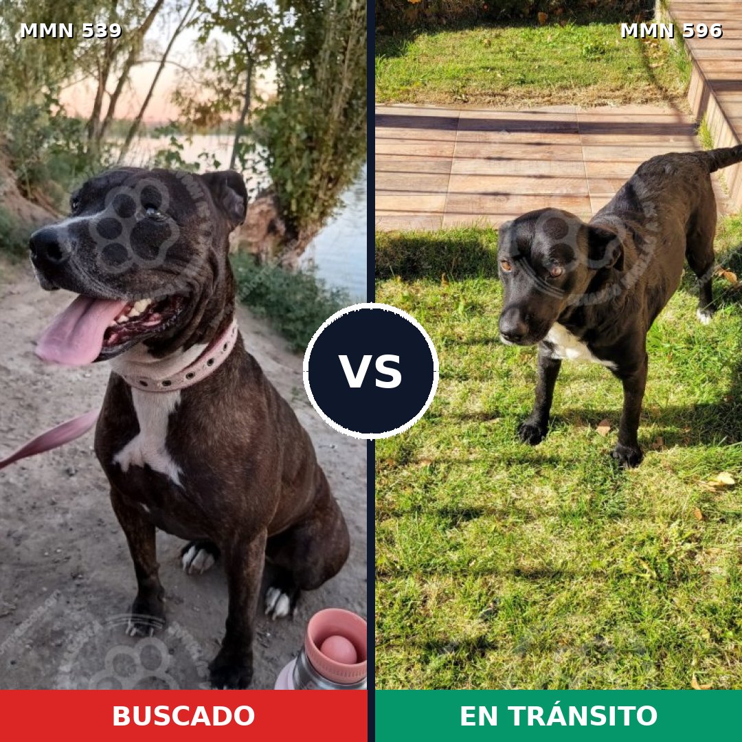 Comparativa MMS 8900: mascota perdida y mascota encontrada, 50% de similitud