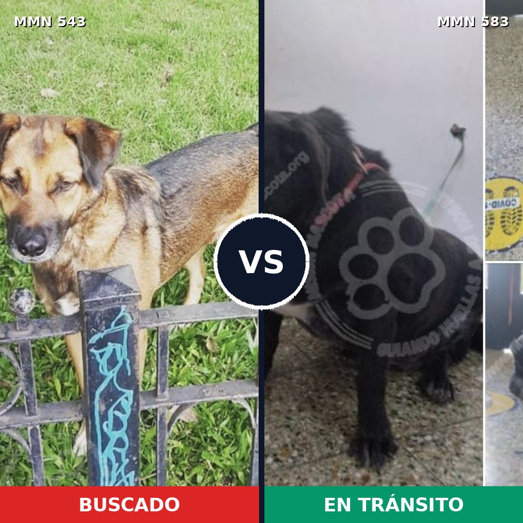 Comparativa MMS 8901: mascota perdida y mascota encontrada, 57% de similitud