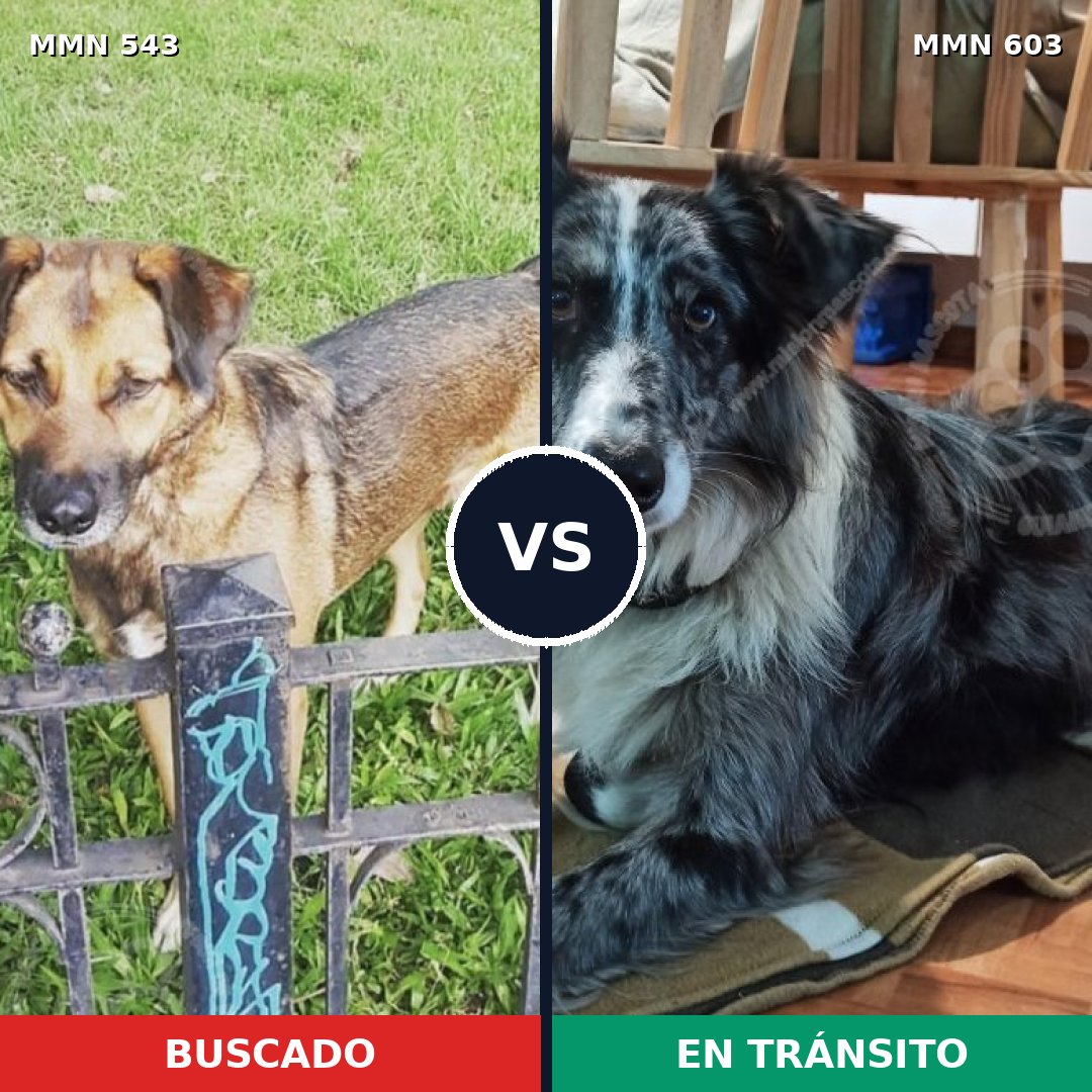 Comparativa MMS 8902: mascota perdida y mascota encontrada, 15% de similitud