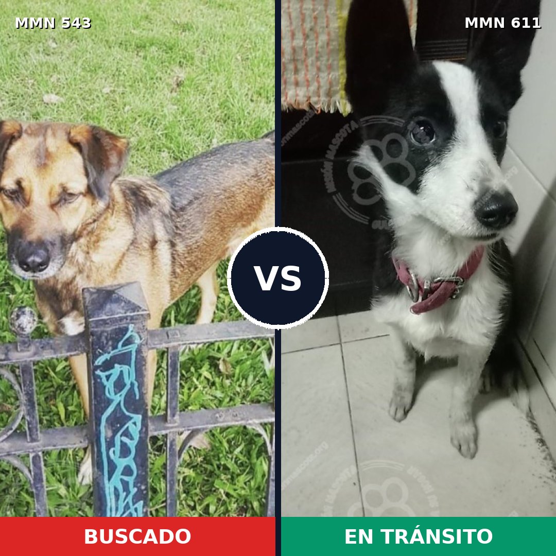 Comparativa MMS 8903: mascota perdida y mascota encontrada, 57% de similitud