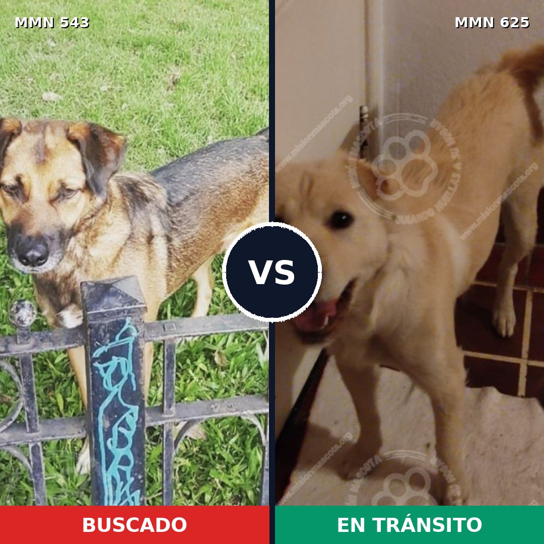 Comparativa MMS 8904: mascota perdida y mascota encontrada, 72% de similitud