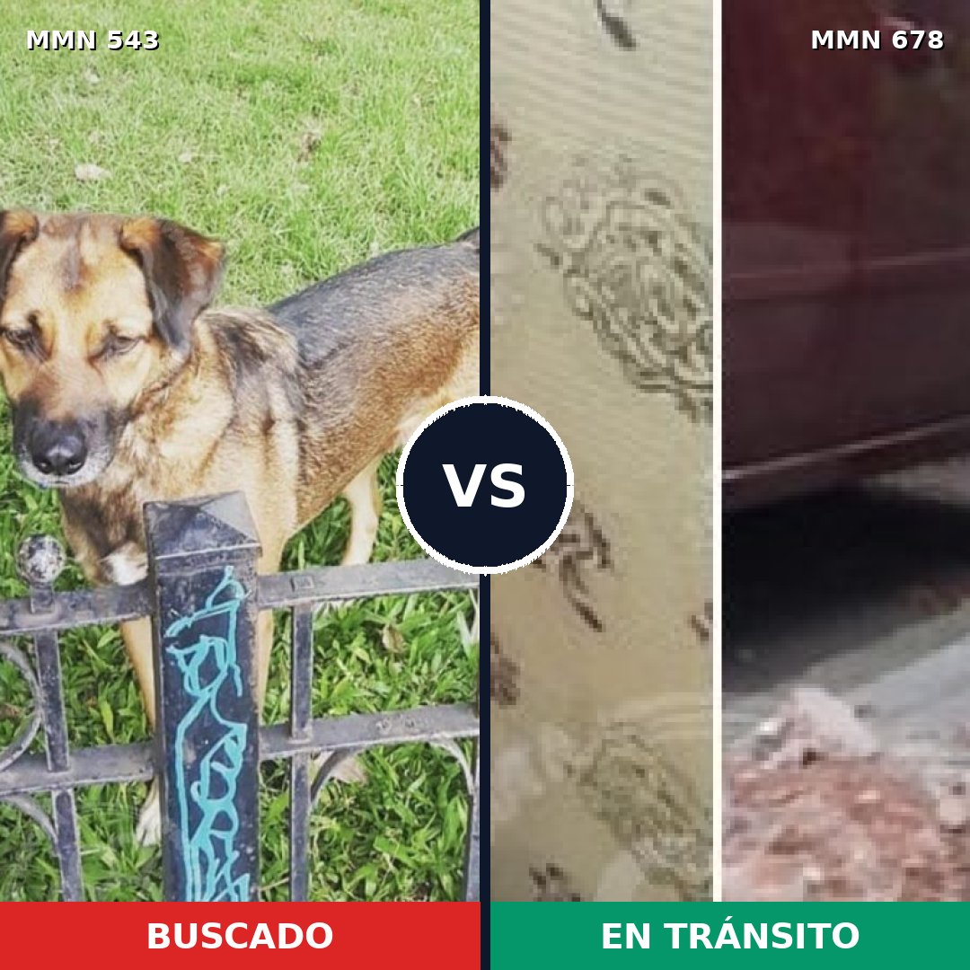Comparativa MMS 8905: mascota perdida y mascota encontrada, 64% de similitud