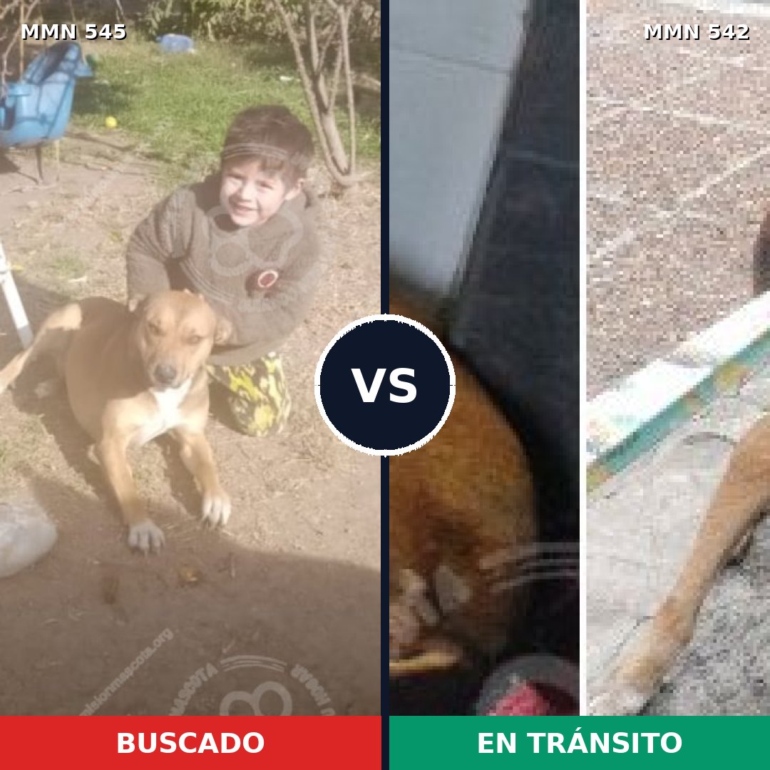 Comparativa MMS 8906: mascota perdida y mascota encontrada, 31% de similitud