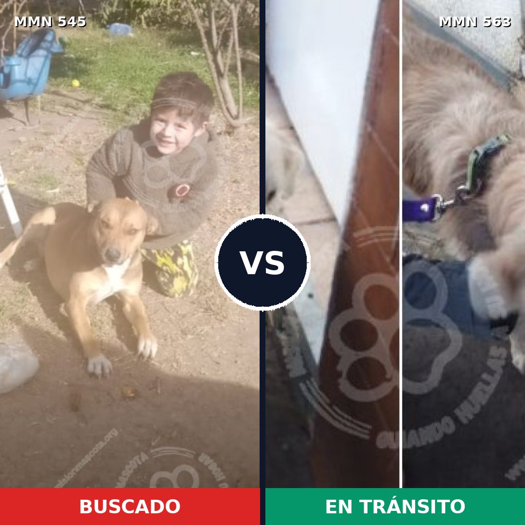 Comparativa MMS 8907: mascota perdida y mascota encontrada, 53% de similitud