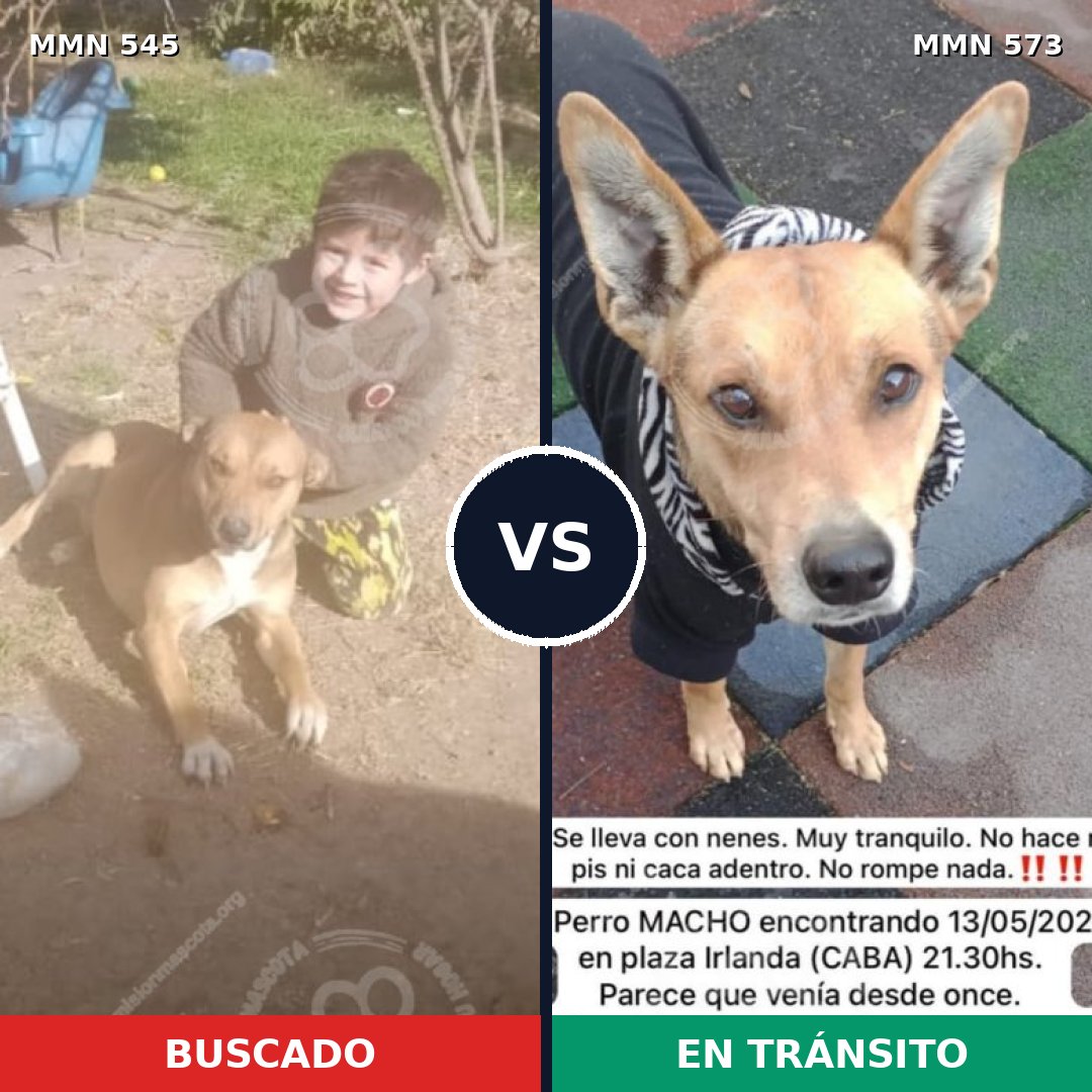 Comparativa MMS 8908: mascota perdida y mascota encontrada, 47% de similitud