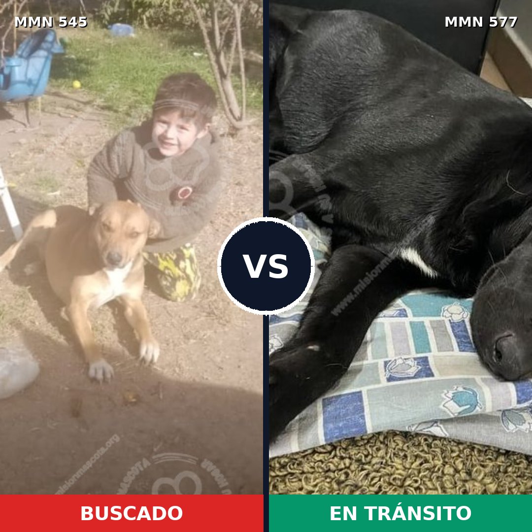 Comparativa MMS 8909: mascota perdida y mascota encontrada, 48% de similitud