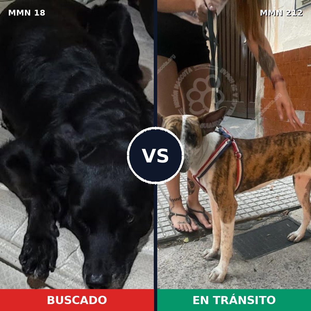 Comparativa MMS 891: mascota perdida y mascota encontrada, 52% de similitud