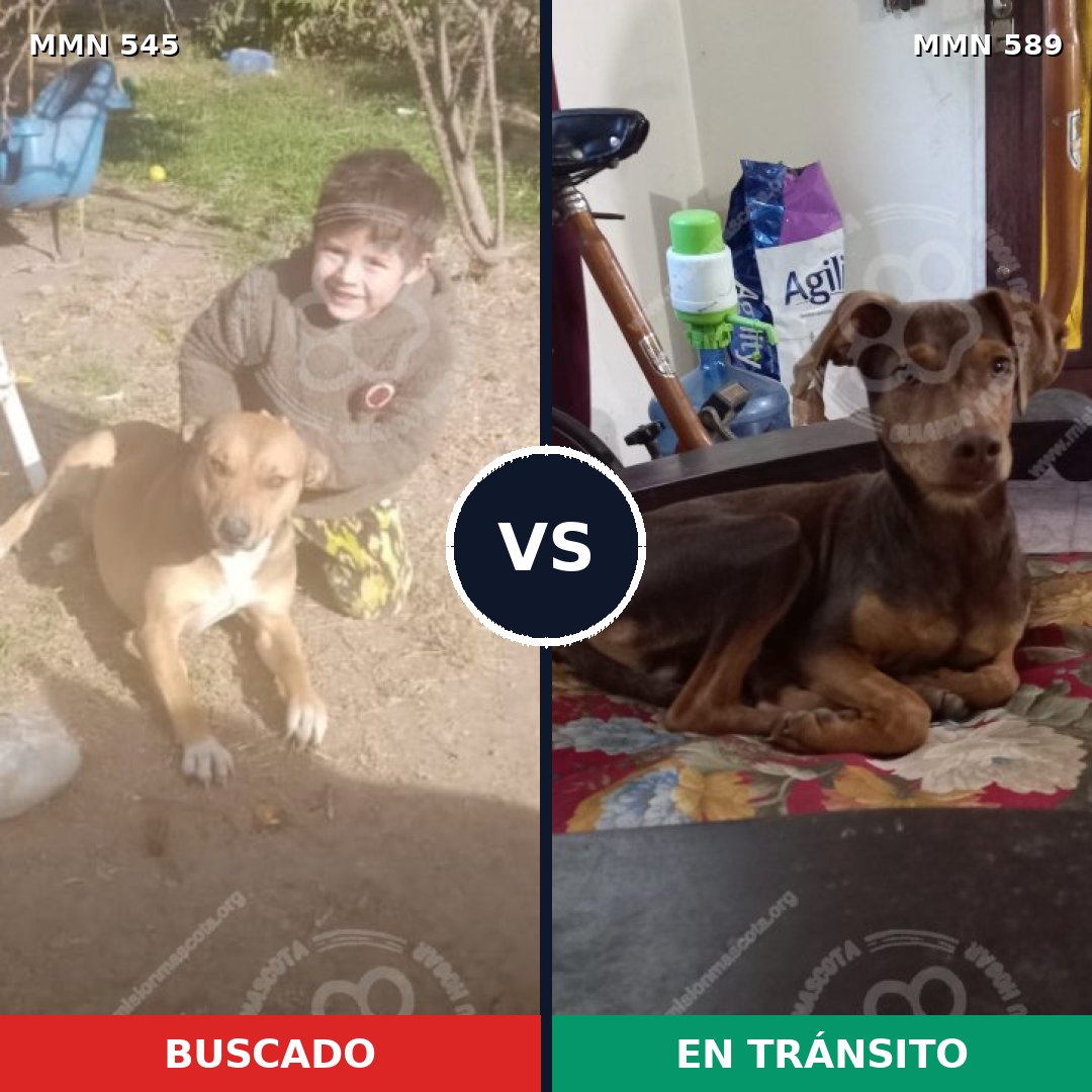 Comparativa MMS 8910: mascota perdida y mascota encontrada, 45% de similitud