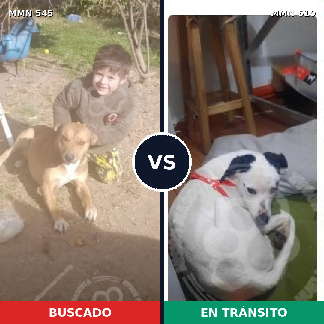 Comparativa MMS 8911: mascota perdida y mascota encontrada, 47% de similitud