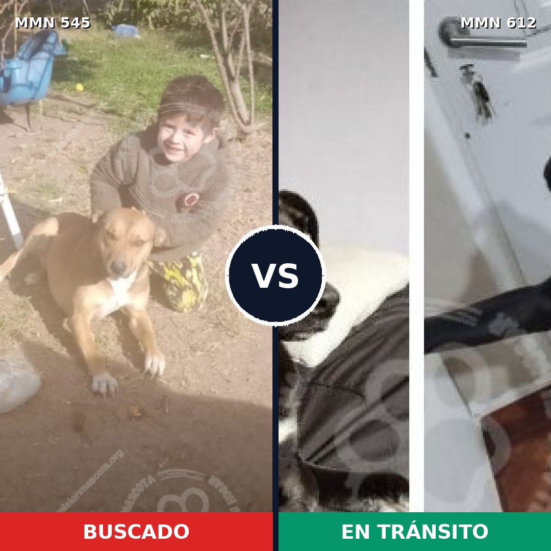 Comparativa MMS 8912: mascota perdida y mascota encontrada, 48% de similitud