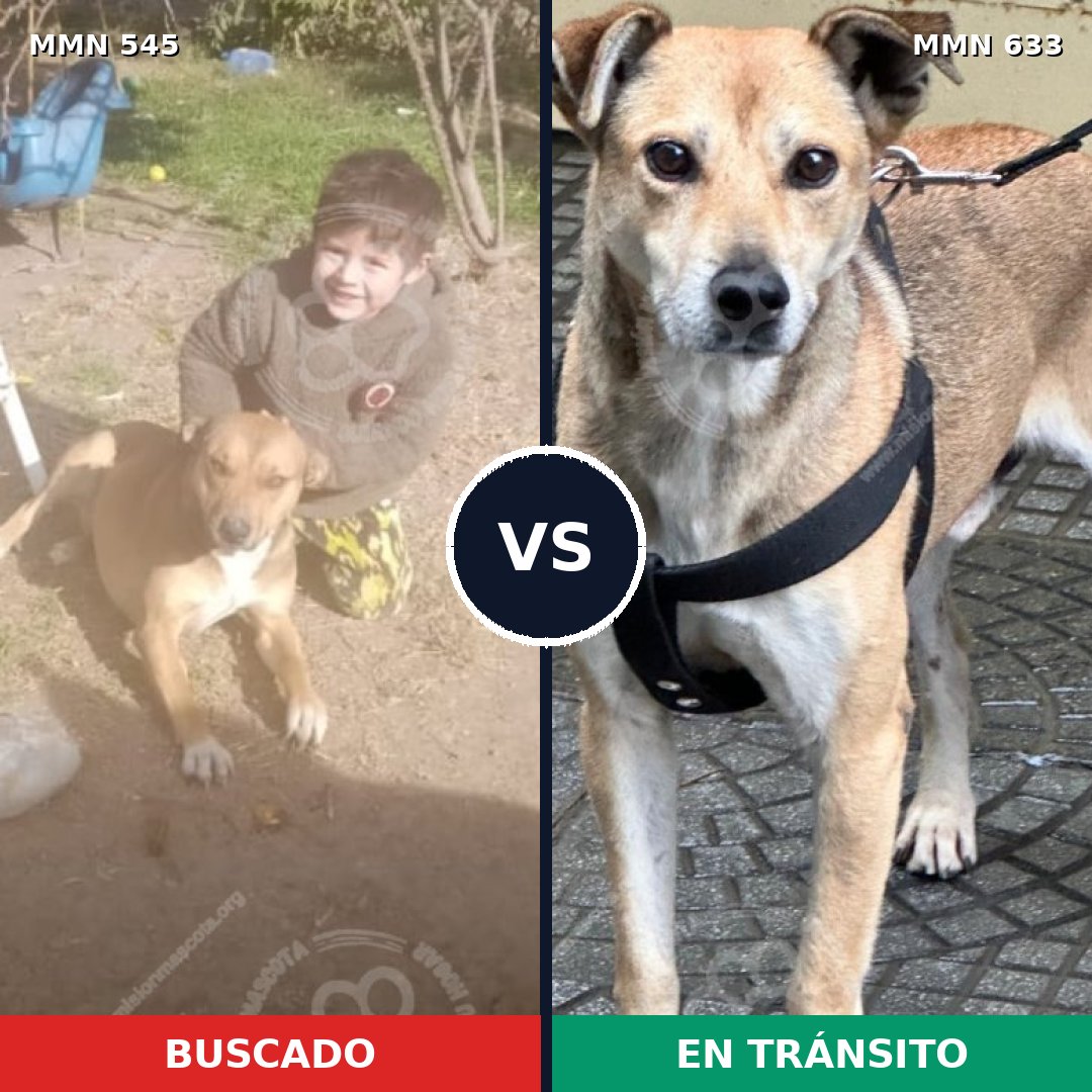 Comparativa MMS 8913: mascota perdida y mascota encontrada, 50% de similitud